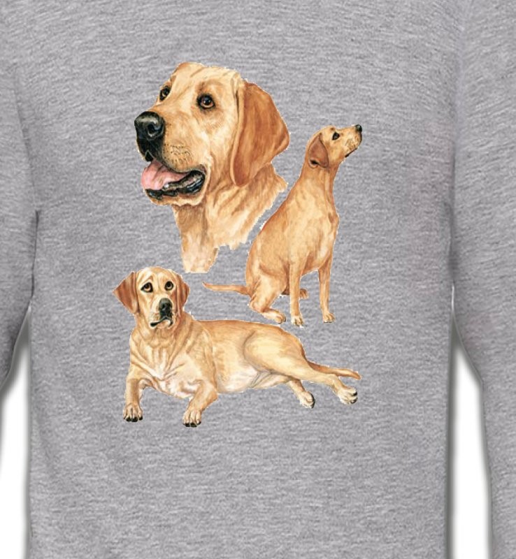 Labrador sable  (E)