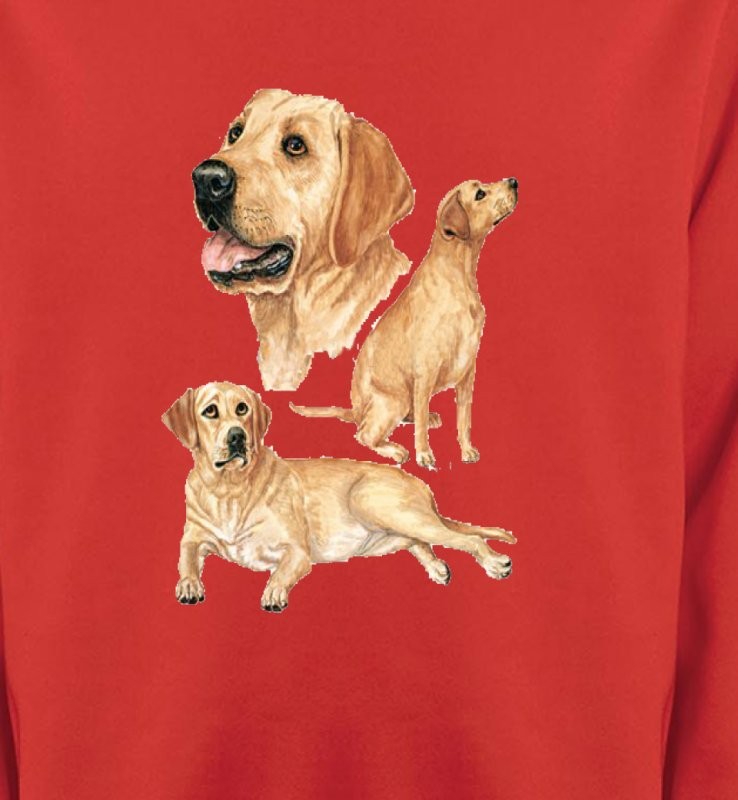 Labrador sable  (E)