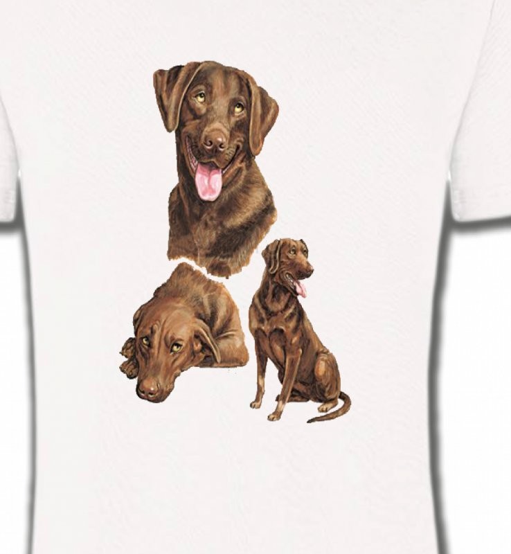 Labrador chocolat  (F)