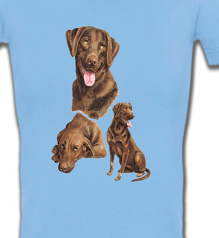 Labrador chocolat  (F)