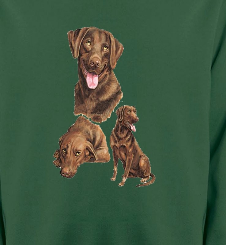 Labrador chocolat  (F)