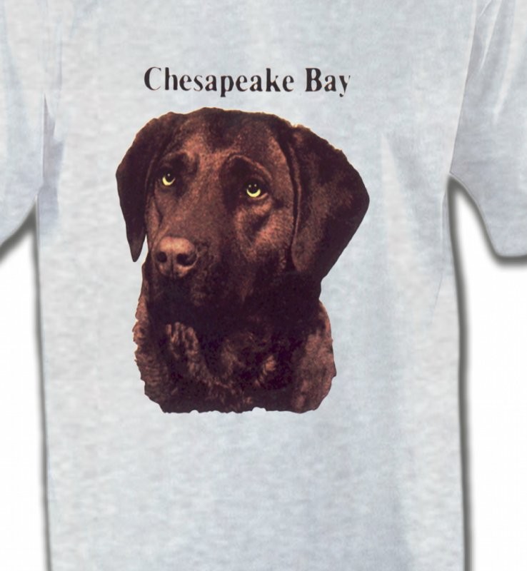 Labrador chocolat (G)
