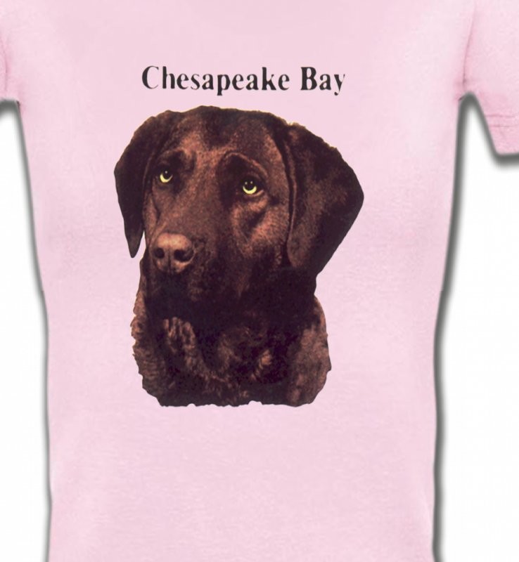 Labrador chocolat (G)