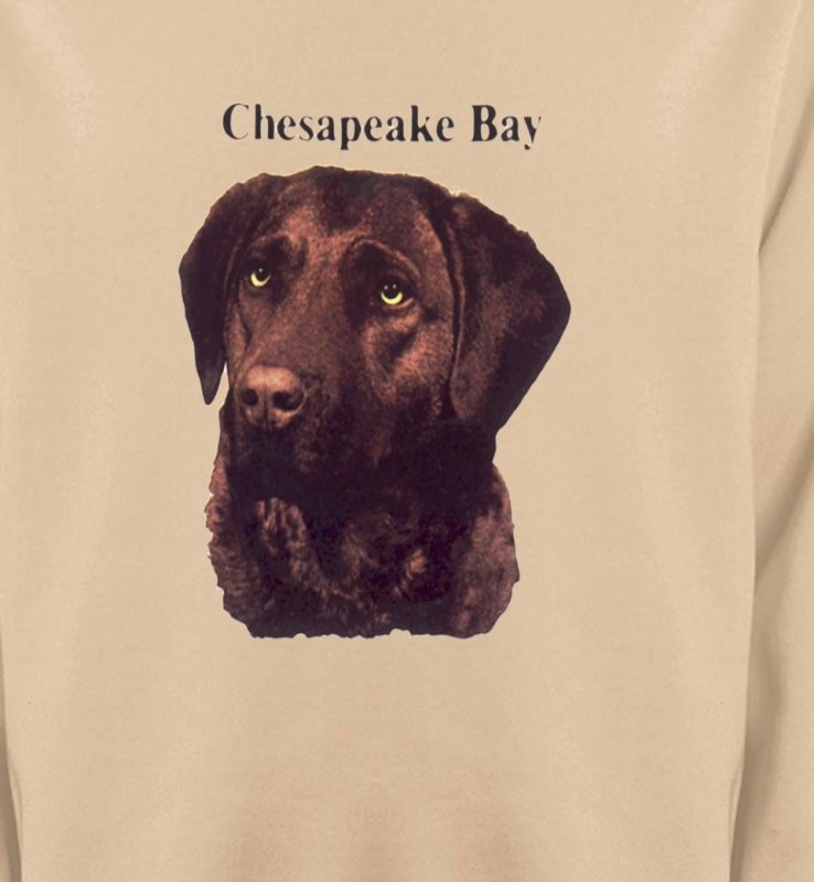 Labrador chocolat (G)