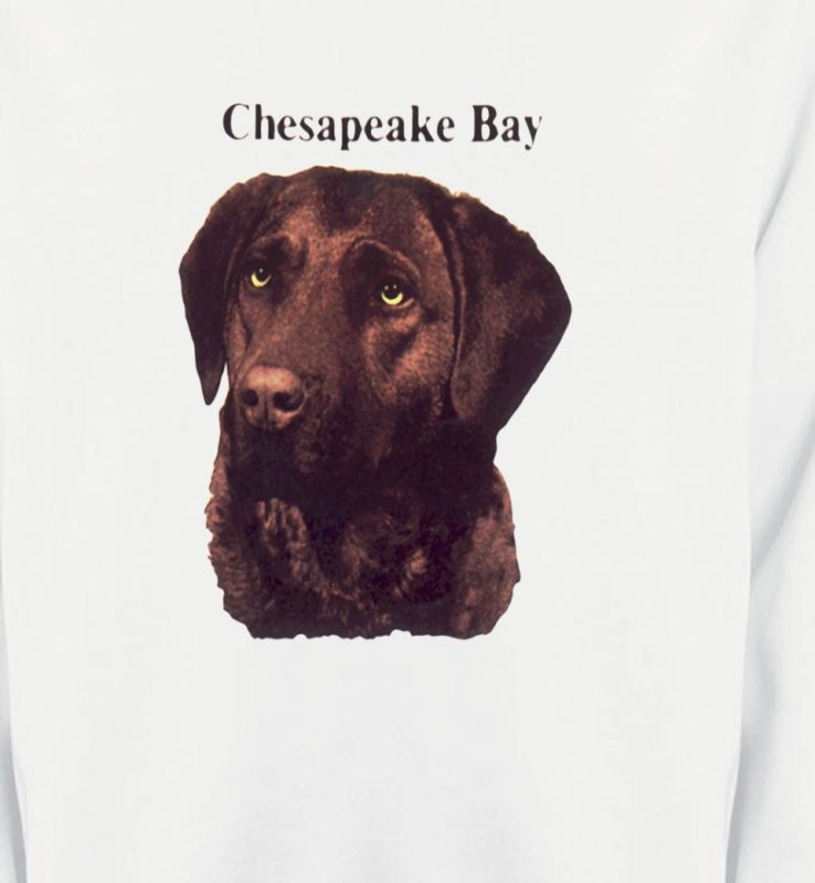 Labrador chocolat (G)