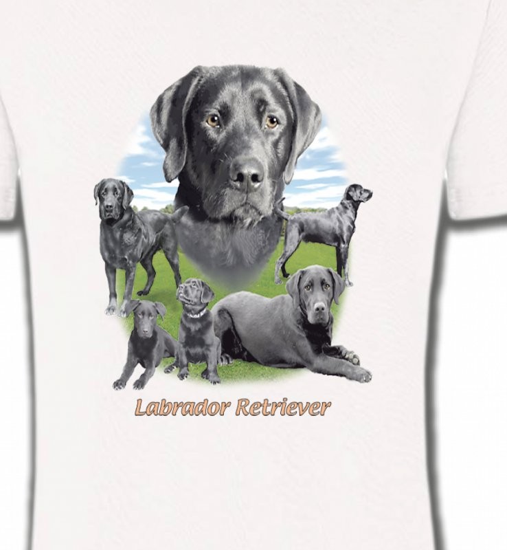 Labrador paysage gris paysage (O)