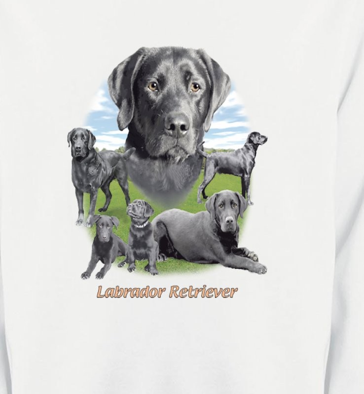 Labrador paysage gris paysage (O)