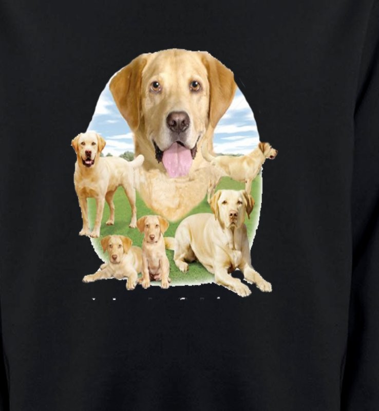 Labrador paysage sable  (R)