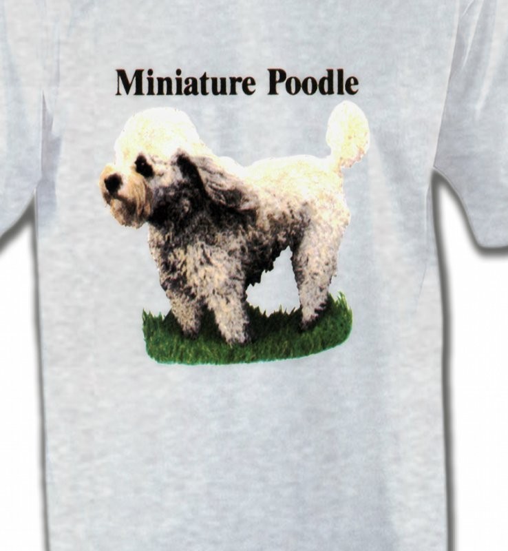 Caniche nain (B)