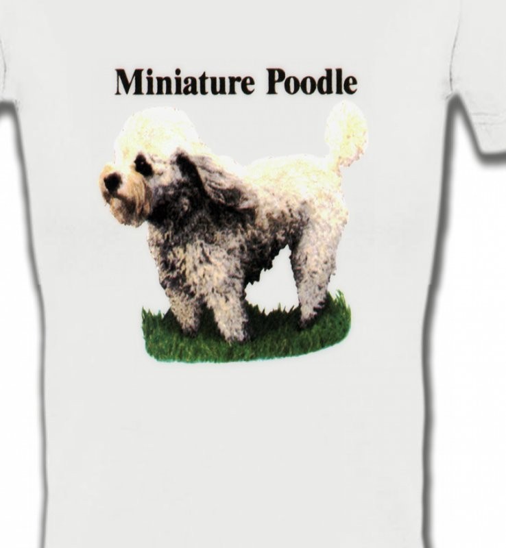 Caniche nain (B)