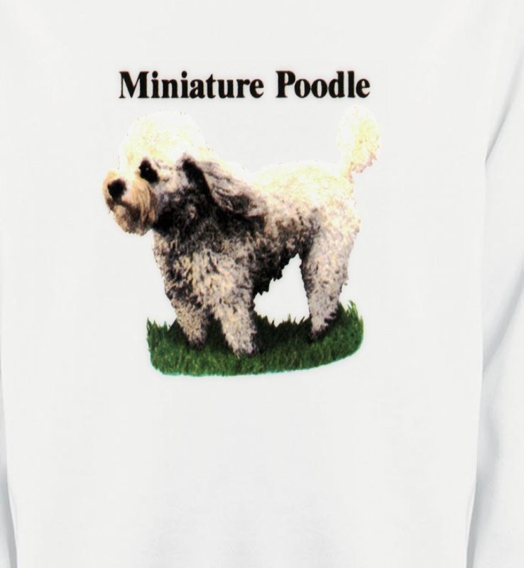 Caniche nain (B)