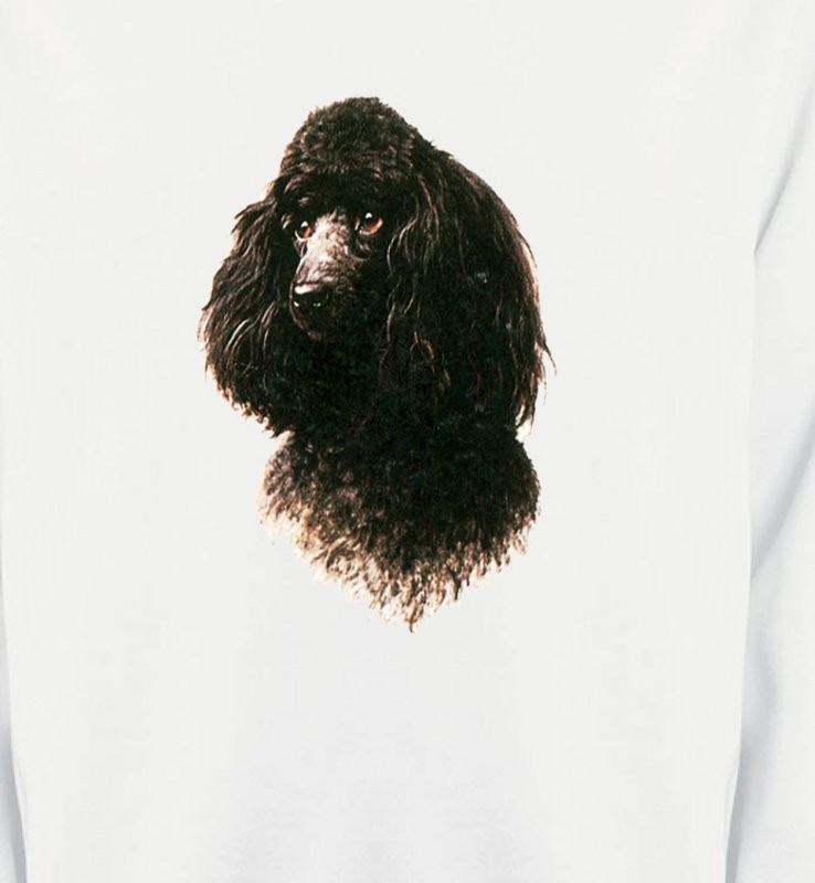 Caniche (M)