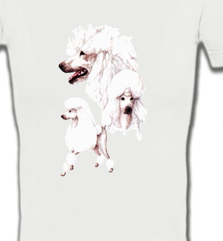 Caniche blanc (N)