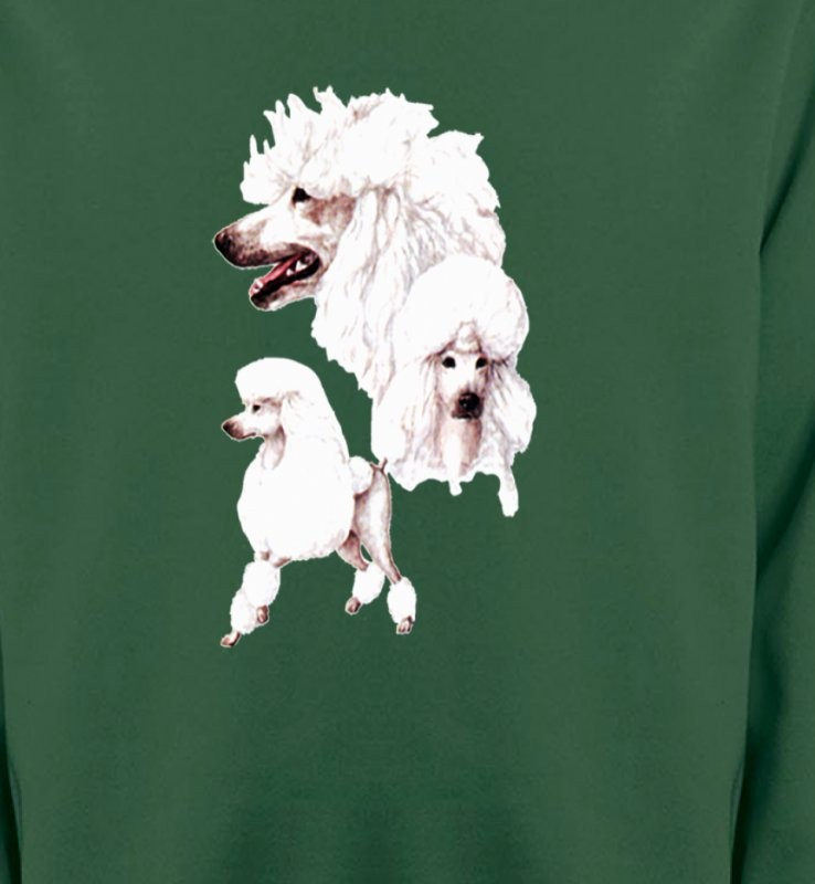 Caniche blanc (N)