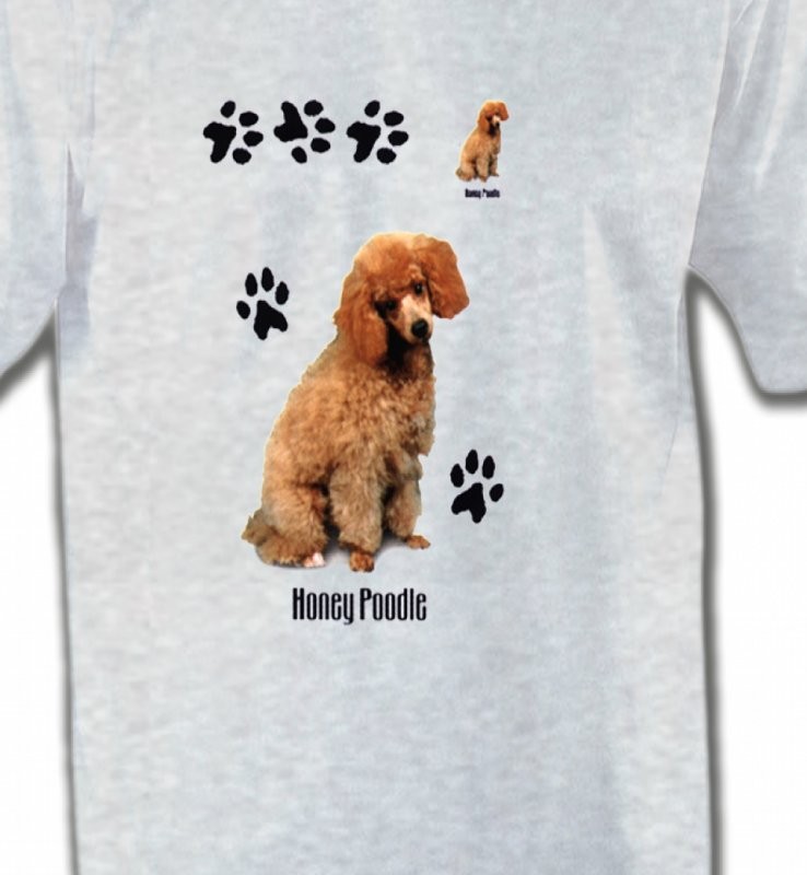 Caniche miel  (P)