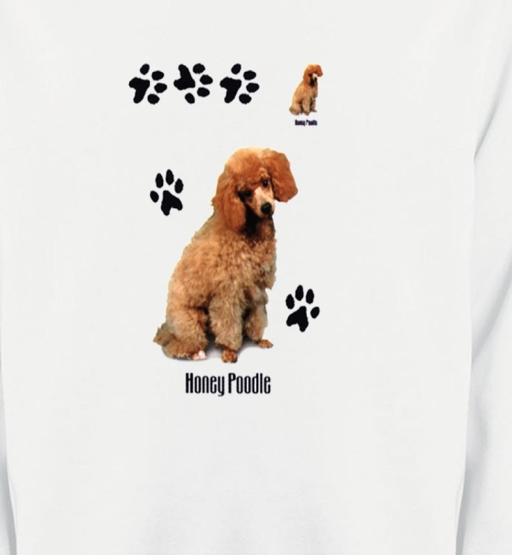 Caniche miel  (P)