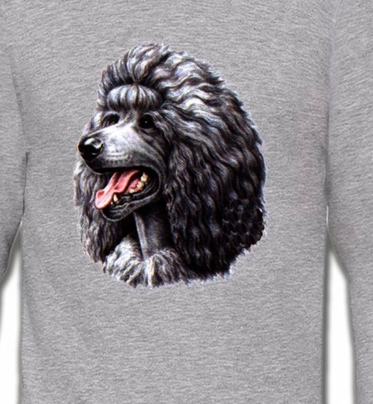 Caniche noir (Q)