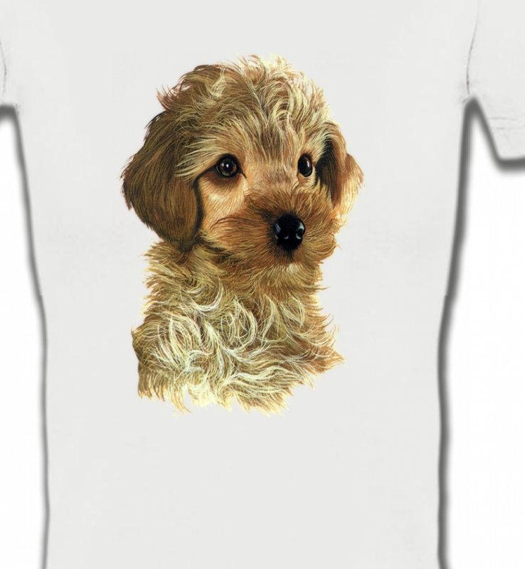 Bébé caniche