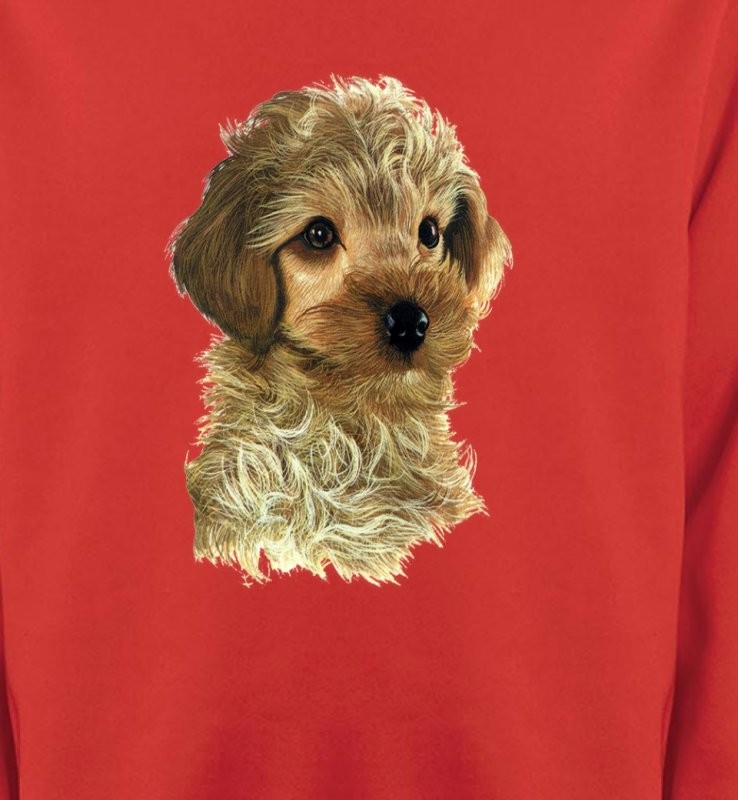 Bébé caniche