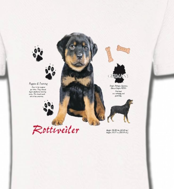 Rottweiler Chiot  (Q)