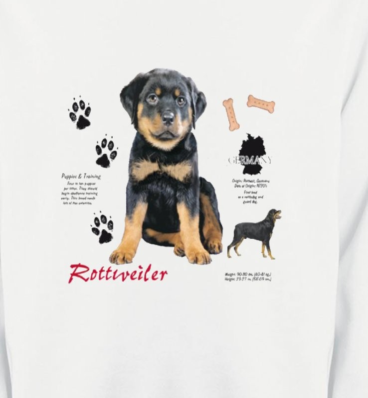 Rottweiler Chiot  (Q)