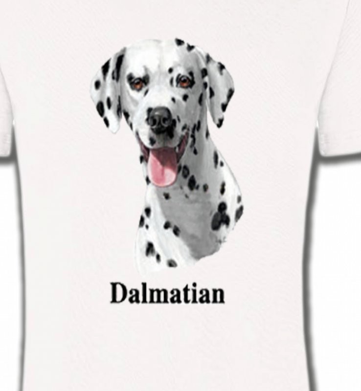 Tête Dalmatien (D)