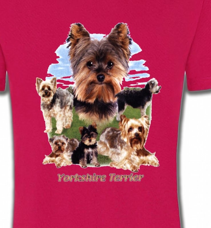 Yorkshire terrier Paysage (B)