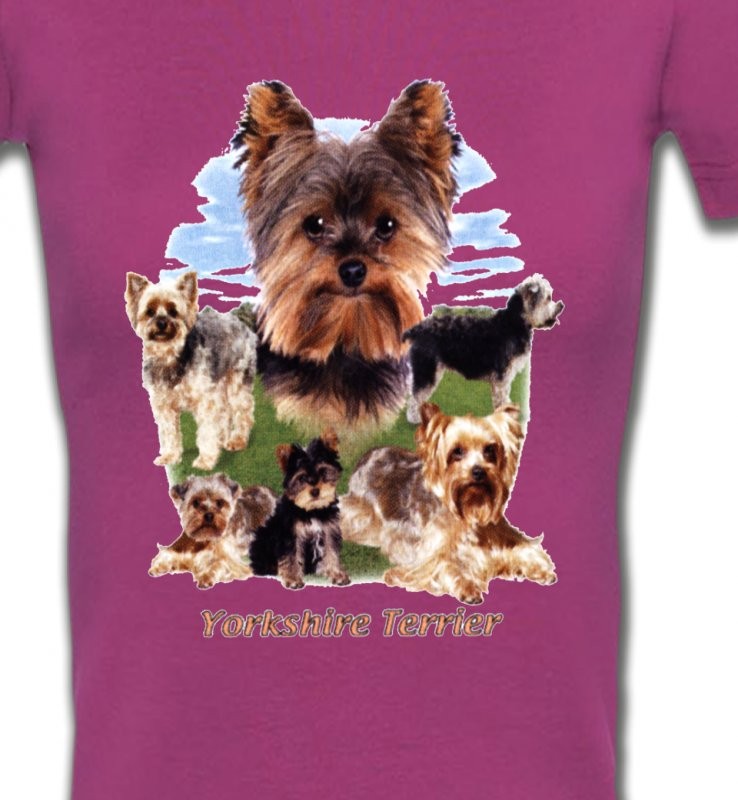Yorkshire terrier Paysage (B)