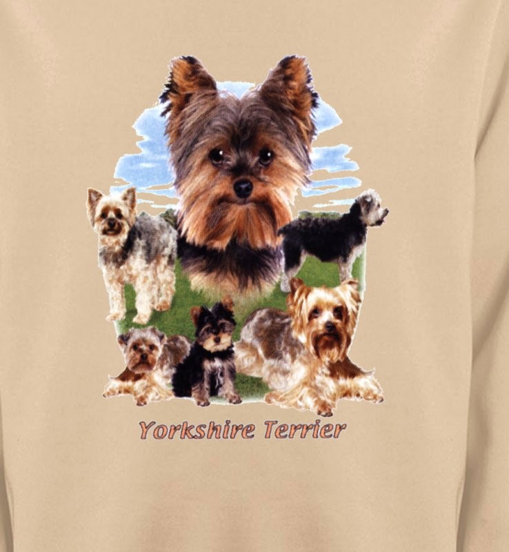 Yorkshire terrier Paysage (B)