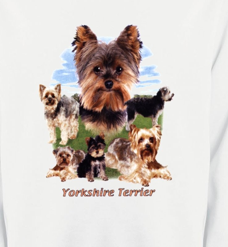 Yorkshire terrier Paysage (B)